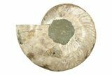 Very Large, Cut & Polished Ammonite Fossil - Madagasar #239223-4